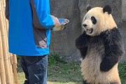 【画像】エヴァのアスカみたいなパンダが見つかる