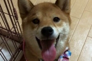うちの犬なんか上機嫌