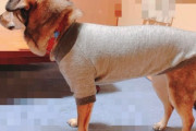父がお正月の晴れ着として犬（中型犬・和犬っぽい）に服をあげた結果…