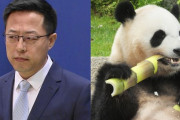 「戦狼外交」から「パンダ外交」に？…モフモフ外交官、中国から6頭を米国に貸与へ！