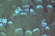 カリブ海の海底のスペイン王室沈没船から２兆円超えの財宝が見つかる→各国が所有権を主張