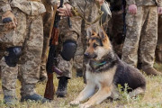 ロシア軍兵士が「今日は犬を食べた」「兵站能力なし」と嘆く、食糧不足が深刻化…ウクライナ保安庁！