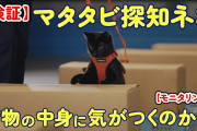 猫、マタタビ入りの箱の前で寝転ぶ