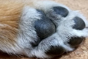 【画像】イッヌ、散歩から帰ったら自分で足を洗うｗｗｗｗ