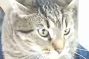 【ネコ】 生配信中にうちの猫を紹介してみた → こうなった…