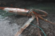 体長4m超！ダイオウイカ、生きたまま捕獲！動画あり！