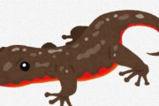 突然変異か　背中も真っ赤なアカハライモリ発見される
