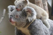 【悲報】コアラ、雑魚すぎるｗｗｗｗｗｗｗｗｗ