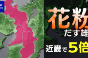 花粉飛散させるスギ雄花 近畿で5倍も 専門家「早めの対策を」