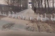 車を運転中、ガチョウの大行進に遭遇！きちんと列をなして進むガチョウ達は凄いけど数が多過ぎました！（中国）