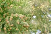 【悲報】今日の花粉、東京は『非常に多い』予想　全体的に黄色い･･･