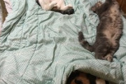 【悲報】ワイ、ネッコに布団を奪われる（※画像あり）