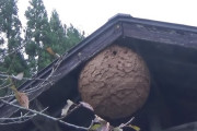 【閲覧注意】超巨大スズメバチの巣を割ってみた結果ｗｗｗｗｗｗｗｗｗｗ