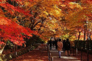 海外「日本に行くなら桜の時期と紅葉の時期のどっちがいい？」世界的な人気となった日本の桜と紅葉に対する海外の反応