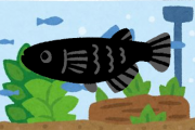 【画像】なんJ民さん、オロチメダカを購入する?