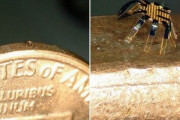 レーザー光照射で歩く「カニ」、0.5ミリ程度の微小ロボット開発の一環…米中チーム！