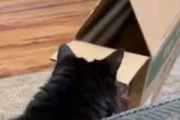 うちの黒ネコが箱を覗き込んでいた。てじな～にゃ♪ → こうなる…