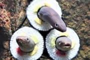 【画像】水族館さん「せや、恵方巻の中に生きたアナゴを入れてみるってのはどうやろ？」