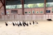 【天才】アヒルの群れを色でグループ分けさせるボーダーコリーたちのチームワーク。