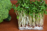 ブロッコリースプラウト。ブロッコリーの20倍の栄養価を持つ食べ物。
