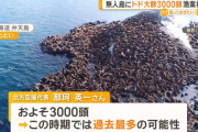 【存立危機事態】日本国、山からクマに続き今度は海からトドに侵略され始める