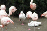 フラミンゴ「なんかちがうやつおるな…」？「………………」