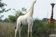 【アルビノ白変種！】色違いのキリンさんが美しすぎる件(ケニア)