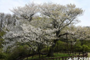 【韓国】 「済州王桜とソメイヨシノは別種」、批判受け山林庁が再議論へ…母系が同じ、済州から日本に移った可能性
