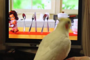 キューピーのCMでノリノリに踊り歌うオカメインコが可愛すぎると話題に（海外の反応）
