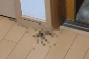 【画像】アシダカグモ、でか過ぎんだろ・・・・