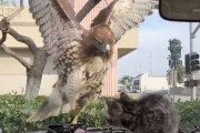 子猫に襲いかかる鷹…車のフロントがガラス越しでもドキドキする構図