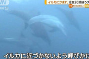 福井の海岸で小5がイルカに噛まれ20針縫う被害　今夏5件目