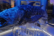 【画像】3億8,000万年前の海を支配していた魚、ヤバすぎて草ｗｗｗｗ