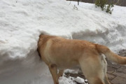 イッヌ｢よっしゃ雪積もったやんけ雪の中に突っ込んだろ｣