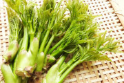 【画像】天然のタラの芽の天ぷらｗｗｗｗｗｗｗ