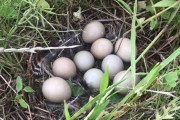 【画像】天然の卵採ってきたぞｗｗｗｗｗｗｗｗｗｗｗｗ