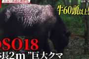 【悲報】oso18、四天王最弱クラスだった
