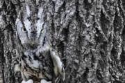 【画像】フクロウの保護色ってすげーよな