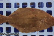 珍しい “右向き” ヒラメが水揚げ　セリにかけられ出荷
