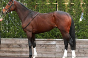中内田が1億7700万円で落札したガリレオ産駒ヒノシタカイザンが日曜阪神5R芝1800m 新馬戦でデビューか