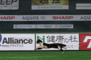ネッコ、球場に侵入する
