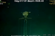 【動画】ガチのマジで深海で化け物が発見される