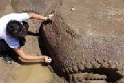 【巨大生物】干上がった川底から2万年前の重装甲哺乳類を発見