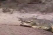 【動画】クロコダイルの待ち伏せ、ヤバ過ぎるｗｗｗｗｗｗｗ