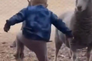 小さな子供と羊のライバル対決…どっちの威嚇が迫力ある!?