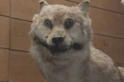 【恨み】絶滅したニホンオオカミの剥製が展示されるもなんか顔が怖い