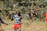 【地獄】東アフリカでバッタ大量発生 → 世界各国の作物を食い荒らしつつ進軍、もうすぐ中国に到達・・・