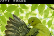 【悲報】野鳥写真を投稿してたおじいちゃん、突然AI生成っぽい鳥画像をあげ出し大炎上するｗｗｗｗ