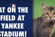 何でメジャーリーグではたまにねこ入ってくるの？