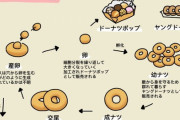 ネットで拾った変な画像　ドーナツの一生ｗｗｗｗ